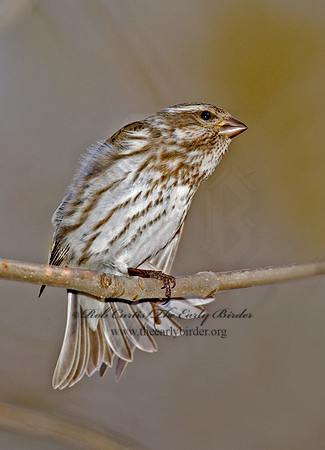 Haemorhous purpureus  PURPLE FINCH 5018216