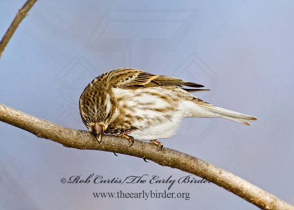 Haemorhous purpureus  PURPLE FINCH 5018316