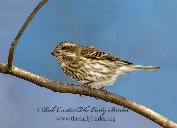 Haemorhous purpureus  PURPLE FINCH 5018317