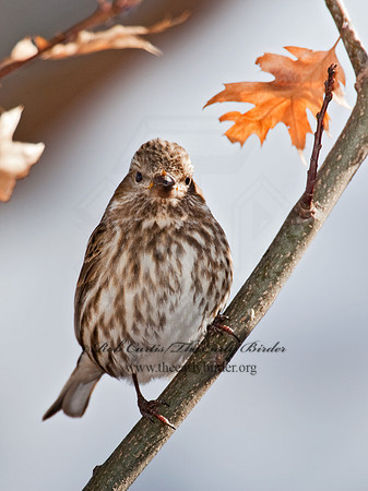 Haemorhous purpureus  PURPLE FINCH 6000027