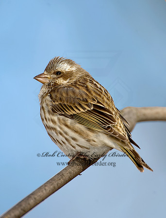Haemorhous purpureus  PURPLE FINCH 5018323  IF