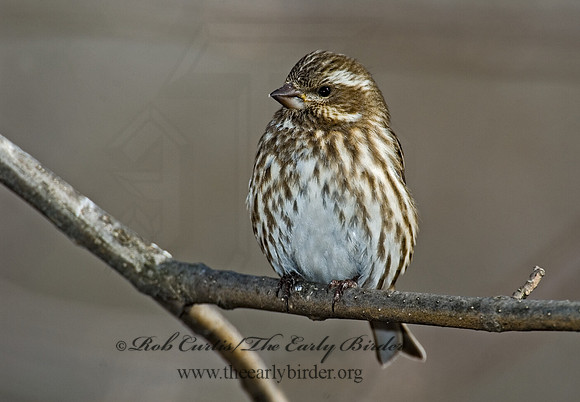 Haemorhous purpureus  PURPLE FINCH 5018319  IF