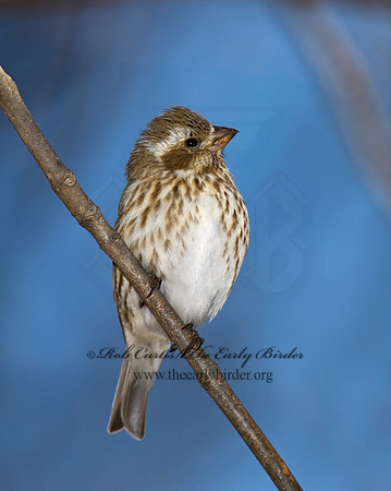 Haemorhous purpureus  PURPLE FINCH 6000064