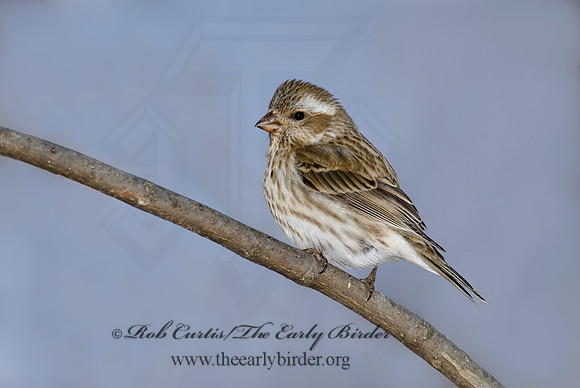 Haemorhous purpureus  PURPLE FINCH 6000068