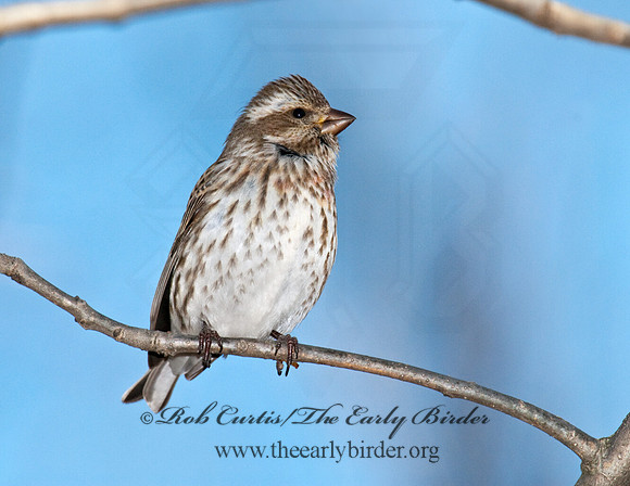 Haemorhous purpureus  PURPLE FINCH 6000118