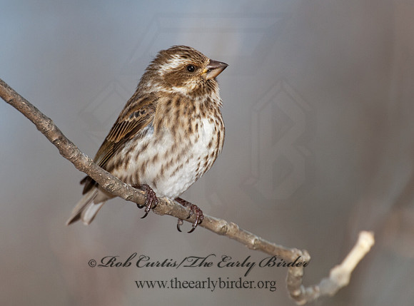Haemorhous purpureus  PURPLE FINCH 6000140