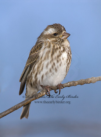 Haemorhous purpureus  PURPLE FINCH 6000146-1