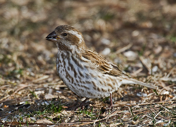 Haemorhous purpureus  PURPLE FINCH 6000233