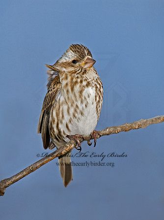 Haemorhous purpureus  PURPLE FINCH 6000148