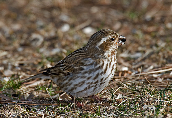 Haemorhous purpureus  PURPLE FINCH 6000234