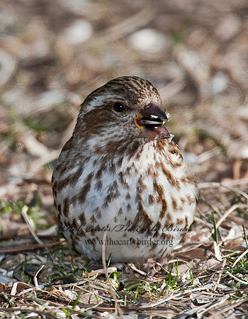 Haemorhous purpureus  PURPLE FINCH 6000235