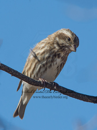 Haemorhous purpureus  PURPLE FINCH 9042702