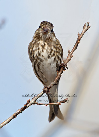 Haemorhous purpureus  PURPLE FINCH 9042523