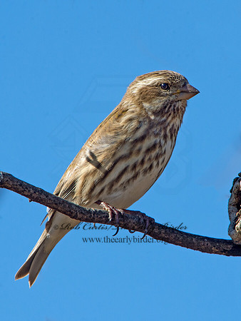 Haemorhous purpureus  PURPLE FINCH 9042705