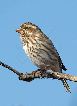 Haemorhous purpureus  PURPLE FINCH 9042736