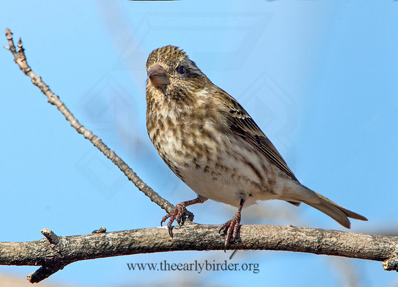 Haemorhous purpureus  PURPLE FINCH 9042707
