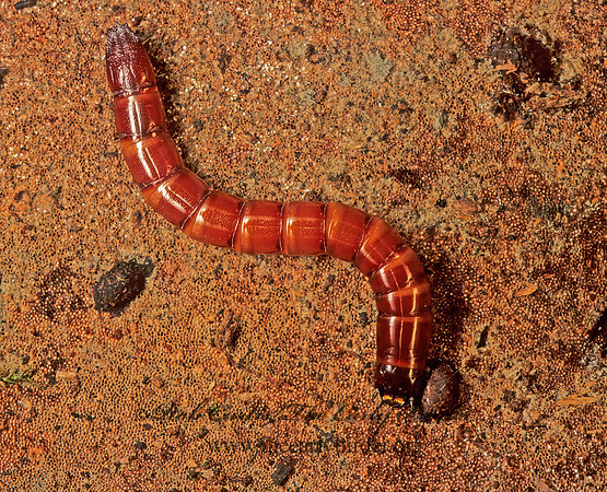 Elateridae 179511z