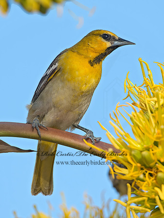 Icterus cucullatus  HOODED ORIOLE 9056644z