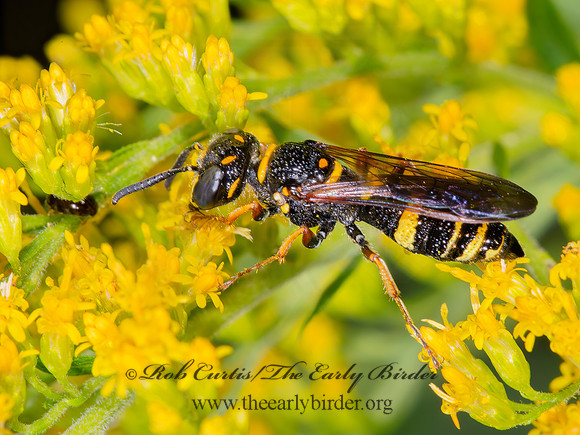 Philanthus gibbosus  BEEWOLF WASP 9003707z