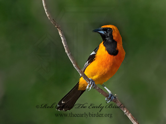 Icterus cucullatus  HOODED ORIOLE 3034416z