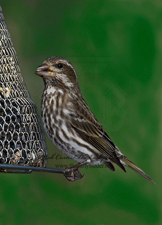 Haemorhous purpureus  PURPLE FINCH 6000881
