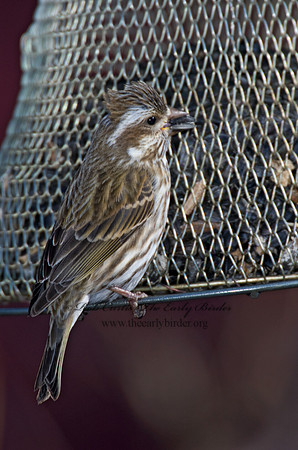 Haemorhous purpureus  PURPLE FINCH 6000087