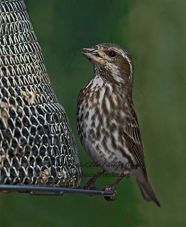 Haemorhous purpureus  PURPLE FINCH 6000877