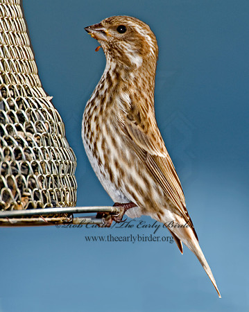 Haemorhous purpureus  PURPLE FINCH 6000045