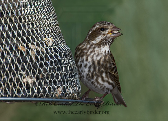 Haemorhous purpureus  PURPLE FINCH 6000875
