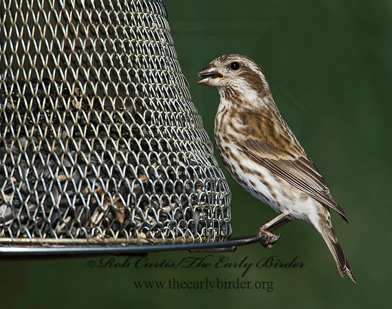 Haemorhous purpureus  PURPLE FINCH 6000971