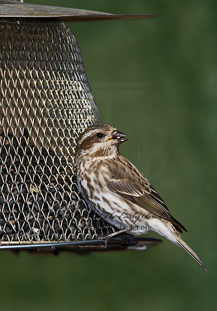 Haemorhous purpureus  PURPLE FINCH 6000974