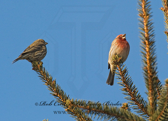 Haemorhous purpureus  PURPLE FINCH 8010525