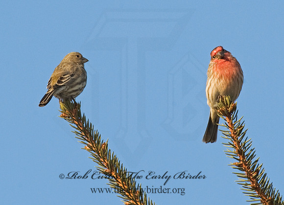 Haemorhous purpureus  PURPLE FINCH 8010528