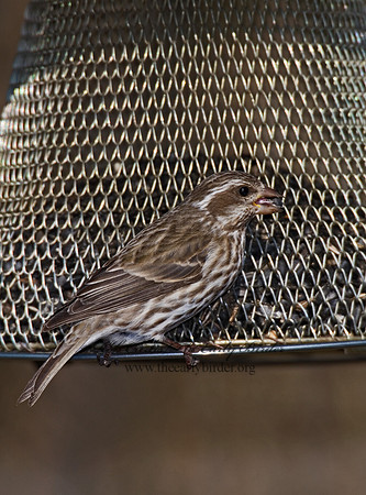 Haemorhous purpureus  PURPLE FINCH 6000975