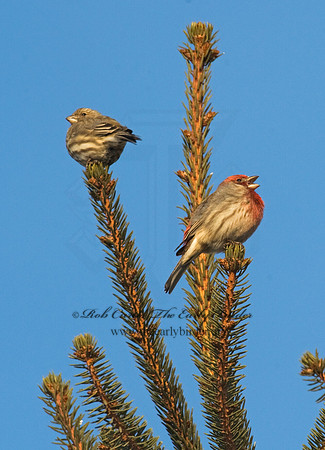Haemorhous purpureus  PURPLE FINCH 8010538