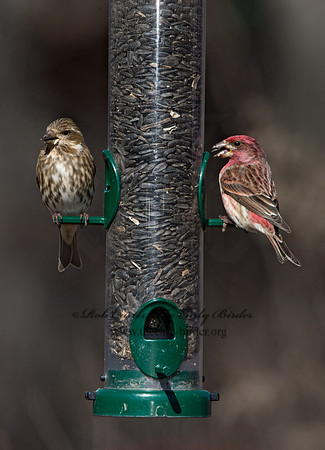 Haemorhous purpureus  PURPLE FINCH 9042645
