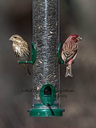 Haemorhous purpureus  PURPLE FINCH 9042646