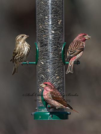 Haemorhous purpureus  PURPLE FINCH 9042647