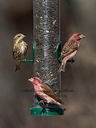 Haemorhous purpureus  PURPLE FINCH 9042648