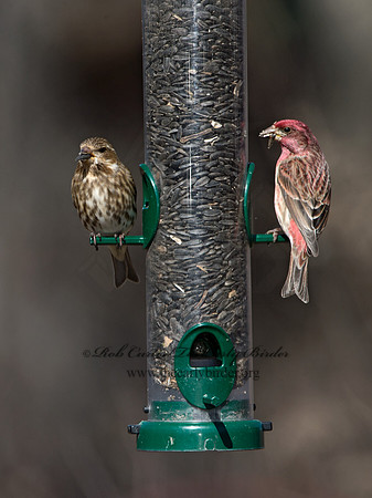 Haemorhous purpureus  PURPLE FINCH 9042649