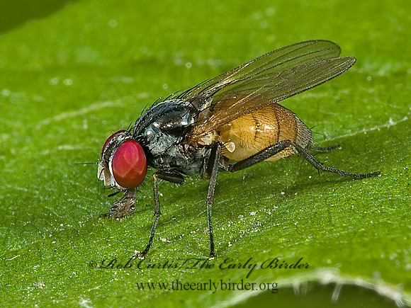 Fannia  FANNIID FLY 5011327z