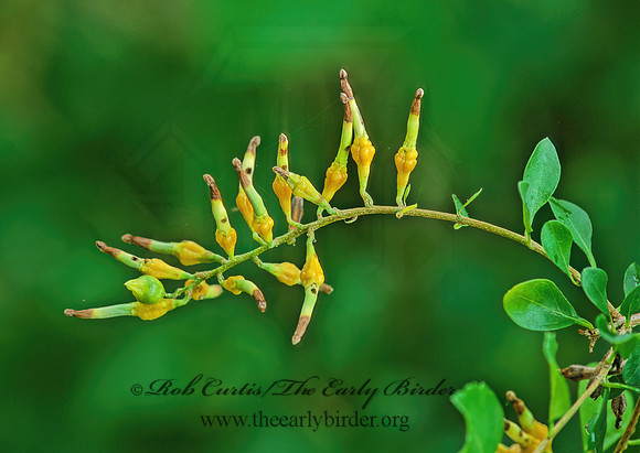 Duranta erecta  GOLDEN DEWDROPS 260614z