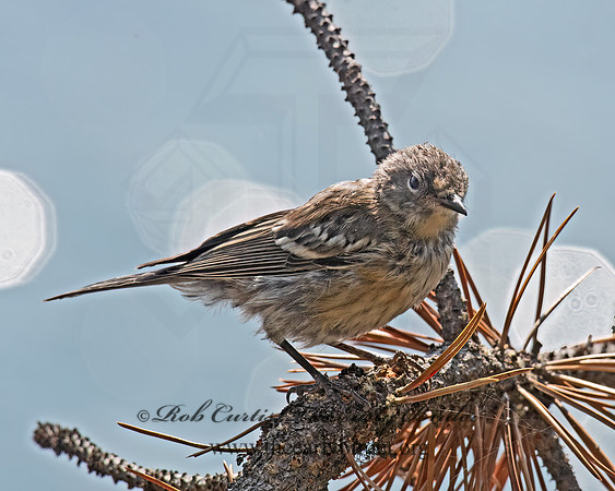 Anthus rubescens  AMERICAN PIPIT 6036757z