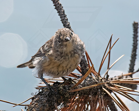Anthus rubescens  AMERICAN PIPIT 6036758z