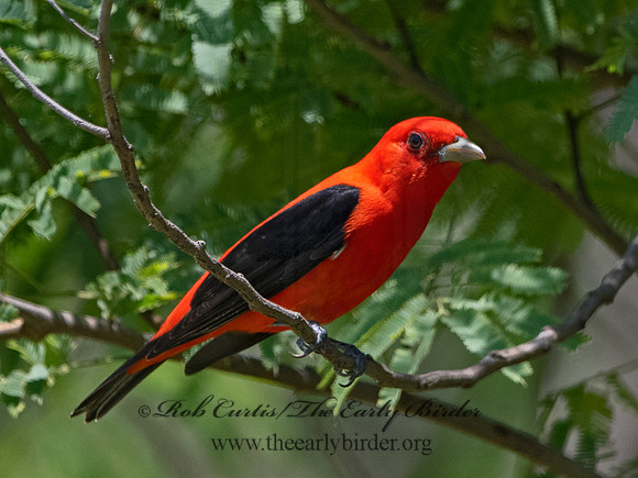 Piranga olivacea  SCARLET TANAGER 3030712
