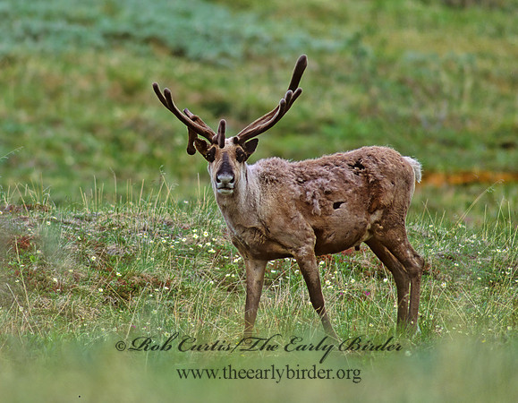 Rangifer tarandus  CARIBOU 235314z