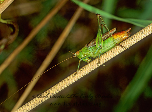 Conocephalus brevipennis  SHORT-WINGED MEADOW GRASSHOPPER  116234z