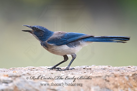 Aphelocoma woodhouseii  WOODHOUSE'S SCRUB JAY 3035264z-