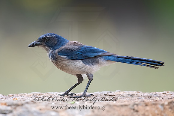 Aphelocoma woodhouseii  WOODHOUSE'S SCRUB JAY 3035261z