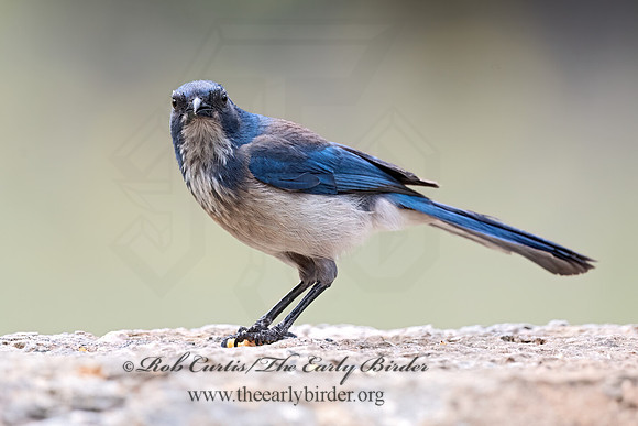 Aphelocoma woodhouseii  WOODHOUSE'S SCRUB JAY 3035239z
